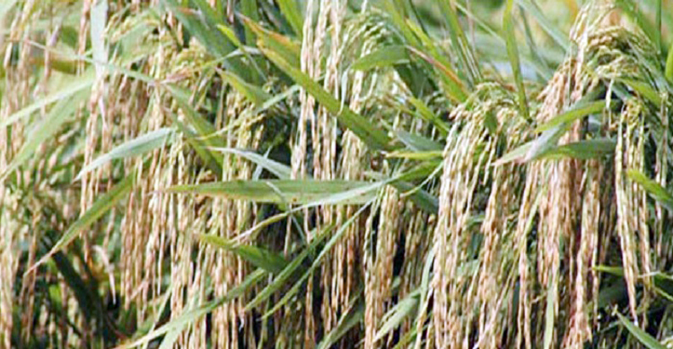 ব্রি হাইব্রিড-৭ জাতের আউশ ধানে বিঘায় ফলন ২৩ মণ