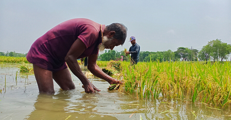 ক্ষতির আশঙ্কায় কাটা হলো হাওরের ৬২ হাজার হেক্টর জমির ফসল