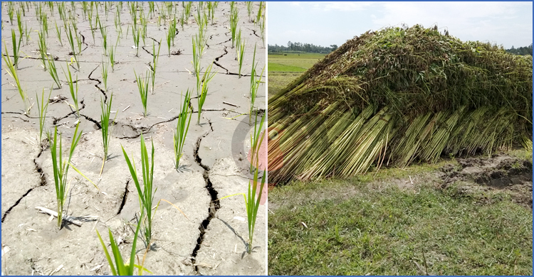 অনাবৃষ্টিতে আমন ক্ষেত ফেটে চৌচির, পাট জাগ দেওয়া নিয়ে শঙ্কা