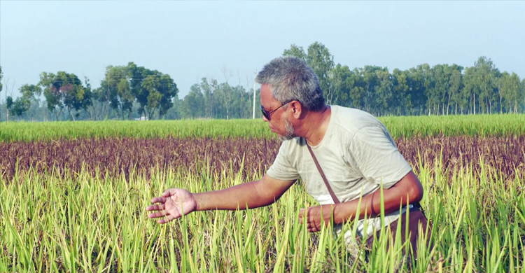 হিলিতে ক্যানসার প্রতিরোধী ব্ল্যাক-বেগুনি ধানের চাষ