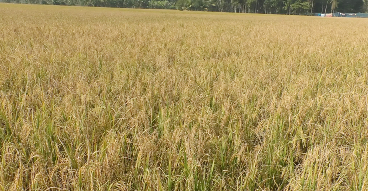সিত্রাংয়ের ক্ষতি পোষাতে ধানের দামের পানে চেয়ে কৃষক