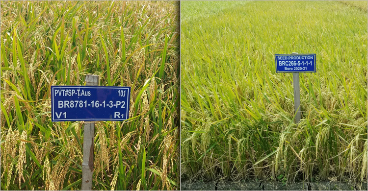 অনুমোদন পেল ধানের নতুন জাত ব্রি ১০৫-১০৬