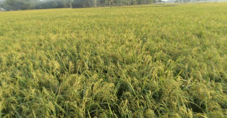 হাওরে ধান কাটলে খাবার দেবে জেলা প্রশাসন