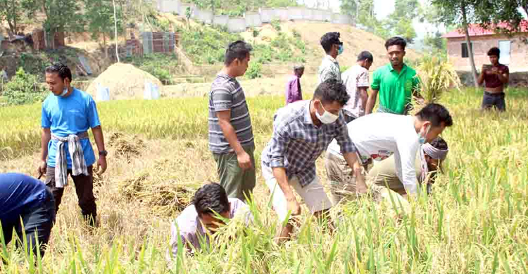 দরিদ্র কৃষকের ধান কেটে ঘরে তুলে দিল ছাত্রলীগ