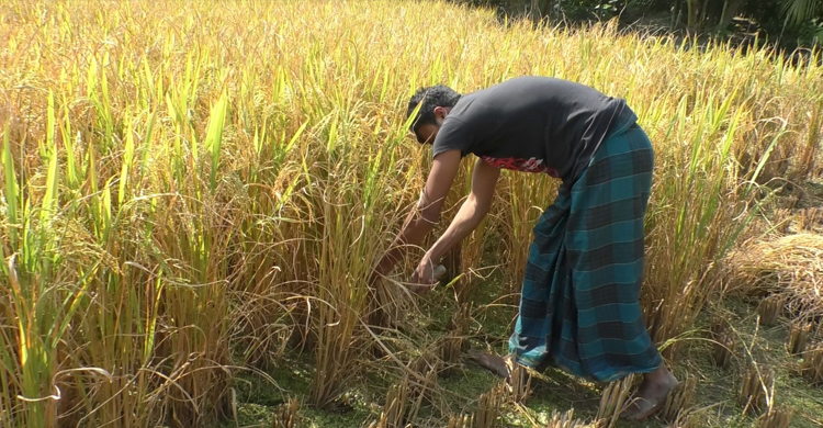 ভোলায় এ বছর আমনের ব্যাপক ফলন হলেও হাসি নেই কৃষকের মুখে। ঘূর্ণিঝড় সিত্রাংয়ের ক্ষতি কাটাতে হিমসীম খাচ্ছেন তারা