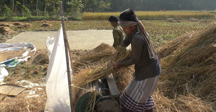 ভোলায় এ বছর আমনের ব্যাপক ফলন হলেও হাসি নেই কৃষকের মুখে। ঘূর্ণিঝড় সিত্রাংয়ের ক্ষতি কাটাতে হিমসীম খাচ্ছেন তারা