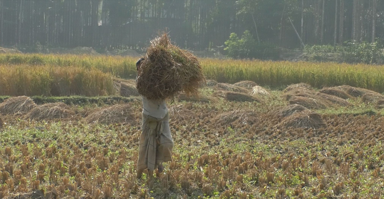 ভোলায় এ বছর আমনের ব্যাপক ফলন হলেও হাসি নেই কৃষকের মুখে। ঘূর্ণিঝড় সিত্রাংয়ের ক্ষতি কাটাতে হিমসীম খাচ্ছেন তারা