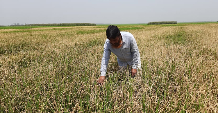 কারেন্ট পোকায় আর অতি তাপমাত্রায় নষ্ট বোরো ধান