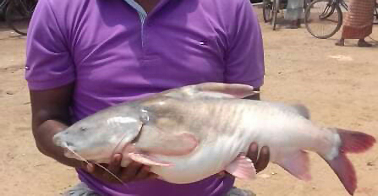 এক মাছের দাম ১০ হাজার ৭৫০ টাকা