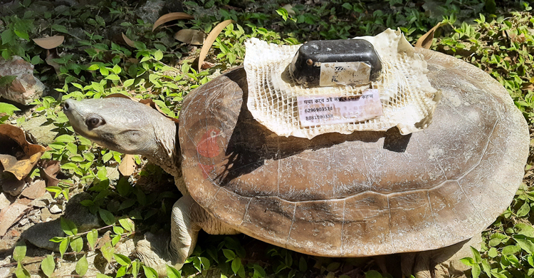 ভারতের স্যাটেলাইট ট্রান্সমিটার লাগানো সেই কচ্ছপ এখন করমজলে