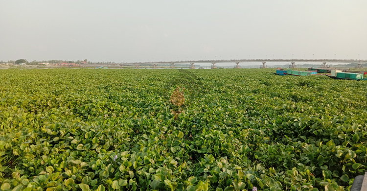 কচুরিপানায় সয়লাব কালী নদী, এগোয় না নৌকা