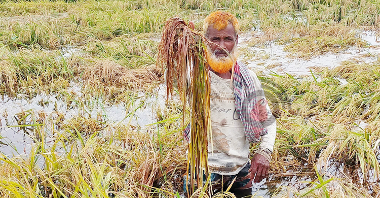 খাল দখল করে মাছ চাষ, পানিতে ভাসছে কৃষকের স্বপ্ন
