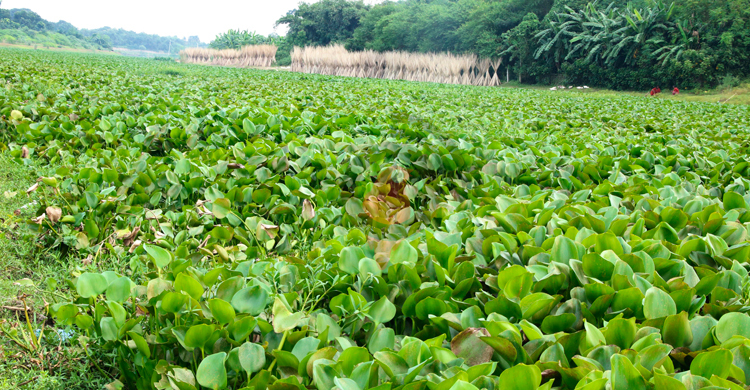 মেহেরপুরে ভৈরব নদের গলার কাঁটা কচুরিপানা