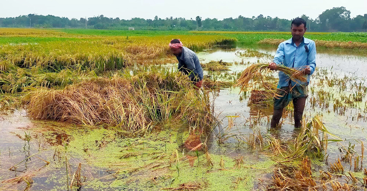 খাল দখল করে মাছ চাষ, পানিতে ভাসছে কৃষকের স্বপ্ন