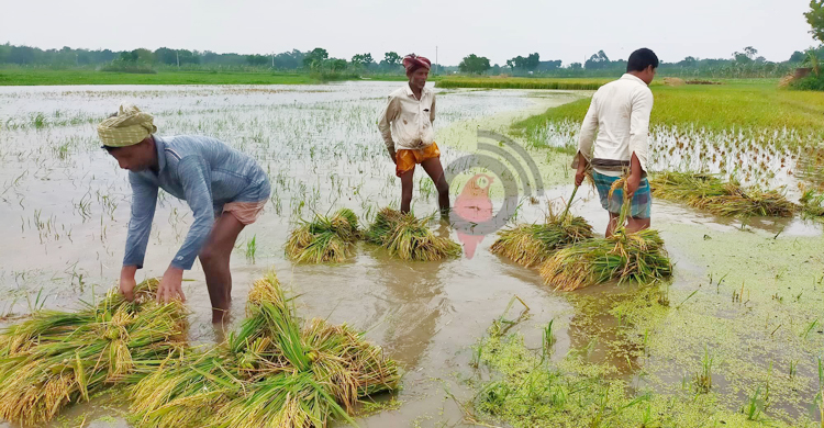খাল দখল করে মাছ চাষ, পানিতে ভাসছে কৃষকের স্বপ্ন