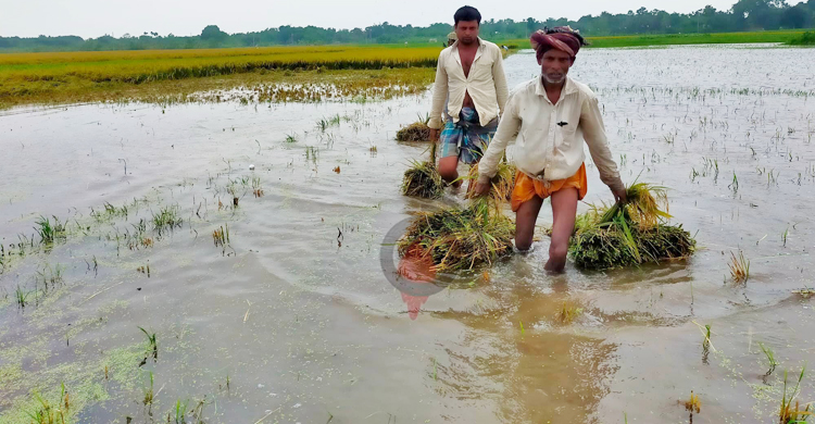 খাল দখল করে মাছ চাষ, পানিতে ভাসছে কৃষকের স্বপ্ন
