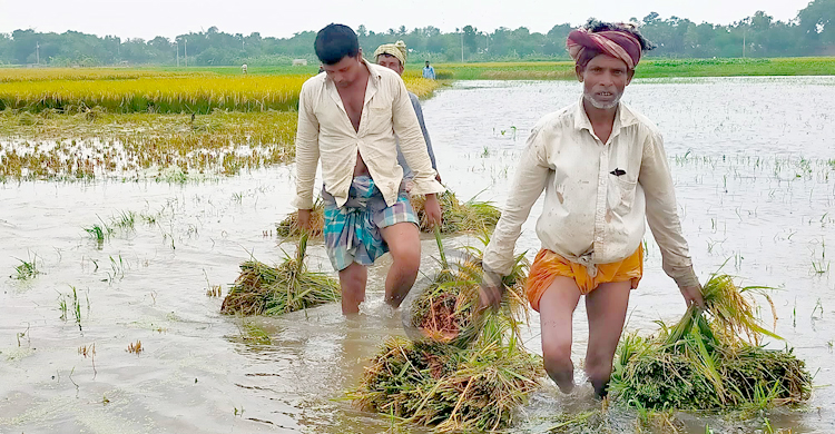 খাল দখল করে মাছ চাষ, পানিতে ভাসছে কৃষকের স্বপ্ন
