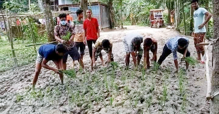 কর্দমাক্ত রাস্তায় ধানের চারা লাগিয়ে প্রতিবাদ
