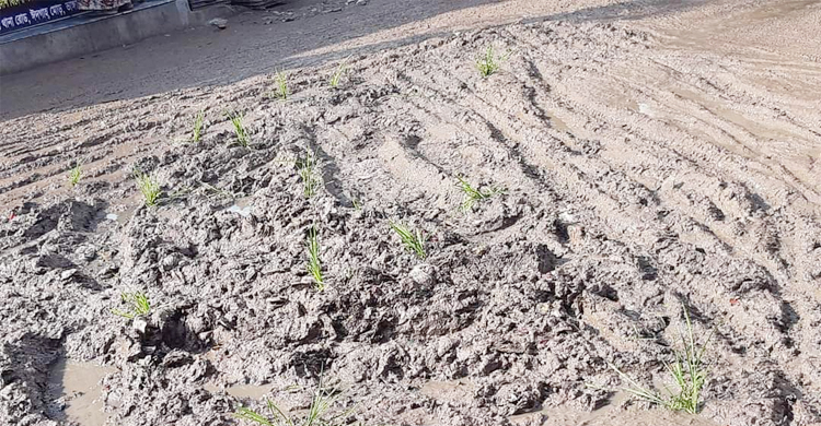 পৌরসভার রাস্তায় ধানের চারা রোপণ করে যুবকের প্রতিবাদ