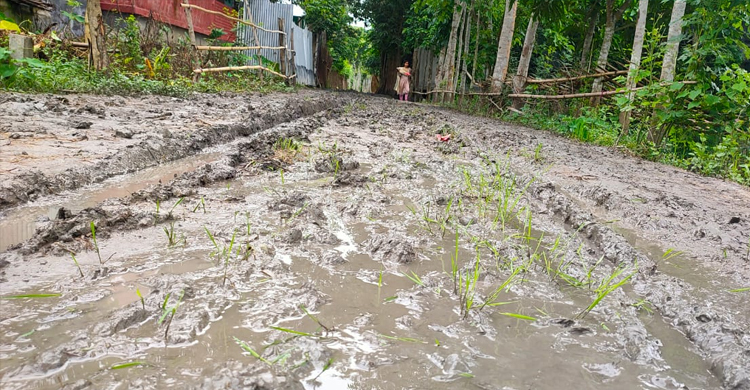 ৫০ বছরেও পাকা হয়নি রাস্তা, ধানের চারা লাগিয়ে ক্ষোভ প্রকাশ