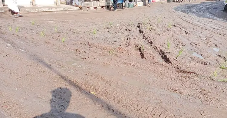 পৌরসভার রাস্তায় ধানের চারা রোপণ করে যুবকের প্রতিবাদ