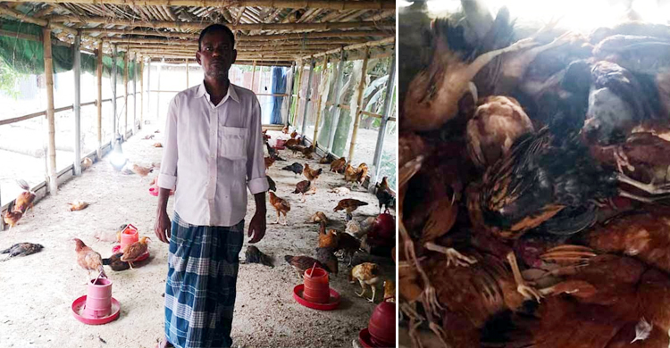 অজ্ঞাত রোগে হঠাৎ মারা গেল খামারের ২ হাজার মুরগি