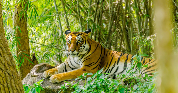 মাংস রান্নার গন্ধ পেয়ে বাঘের হানা, জঙ্গলে নিয়ে খেল নারীকে