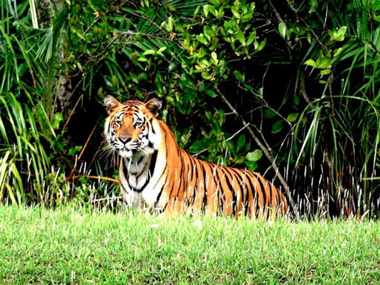 Royal-Bengal-Tiger