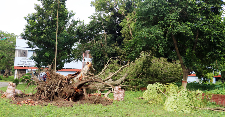 রুয়েটের উন্নয়ন প্রকল্পে কাটা পড়ছে ৫০ গাছ