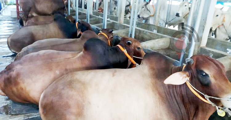 গোখাদ্যের অস্বাভাবিক দামে হতাশ রূপগঞ্জের খামারিরা