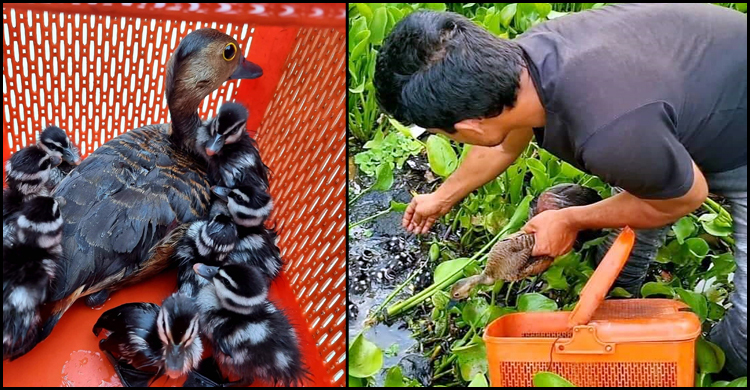 ৮ ছানাসহ পুকুরে ফিরে গেলো মা বালিহাঁস