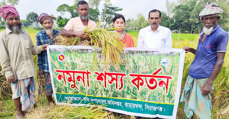 সিরাজগঞ্জে আমনের নমুনা ফসল কাটা শুরু