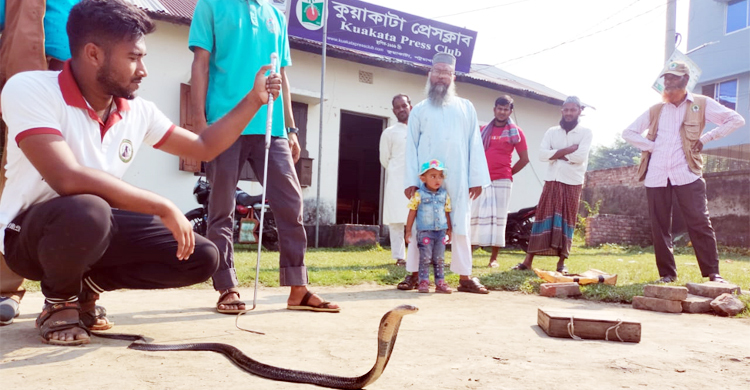 হারবাল ওষুধ বিক্রেতার কাছ থেকে দুই গোখরা উদ্ধার করে বনে অবমুক্ত