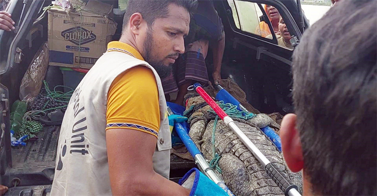 সুন্দরবন থেকেই শরীয়তপুরে এসেছে কুমিরটি: বন বিভাগ