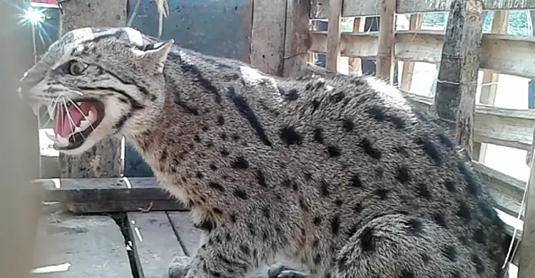 ছাগল খেতে এসে ধরা পড়লো মেছোবাঘ