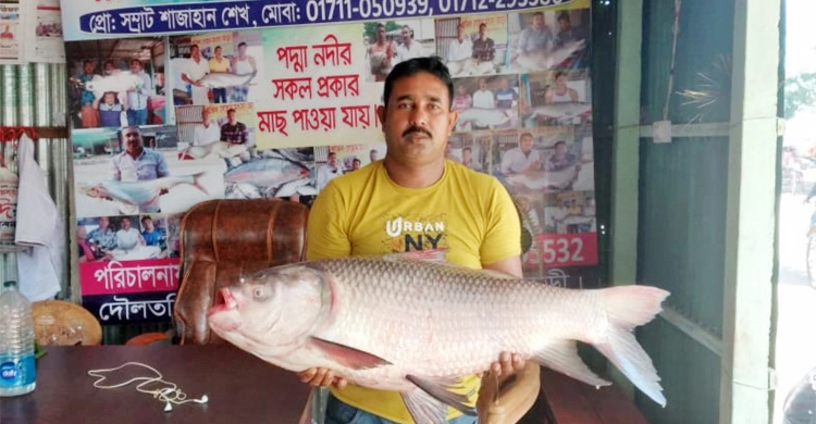 ১৫ কেজির কাতলা বিক্রি হলো সাড়ে ২৩ হাজারে | ২৭ সেপ্টেম্বর ২০২১