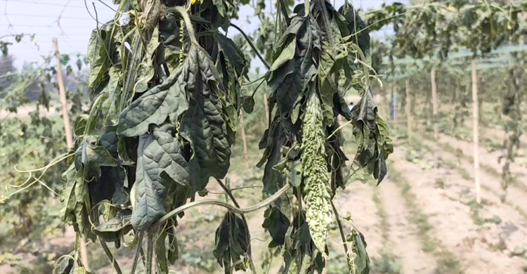 দরিদ্র কৃষকের আড়াই হাজার করলা গাছ কেটে দিলো দুর্বৃত্তরা