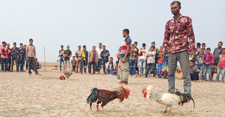 সাতক্ষীরায় ঐতিহ্যবাহী মোরগ লড়াই