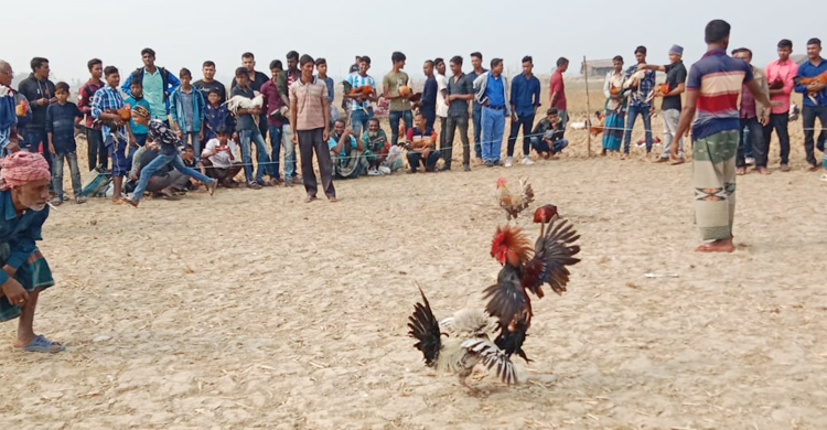 সাতক্ষীরায় ঐতিহ্যবাহী মোরগ লড়াই