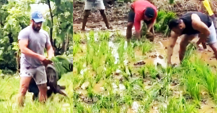 ক্ষেতে নেমে ধান রোপণ করছেন সালমান খান