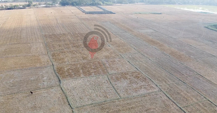 জমিতে বাড়ছে লবণাক্ততা, কমছে আবাদ