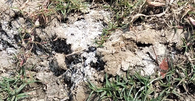 জমিতে বাড়ছে লবণাক্ততা, কমছে আবাদ