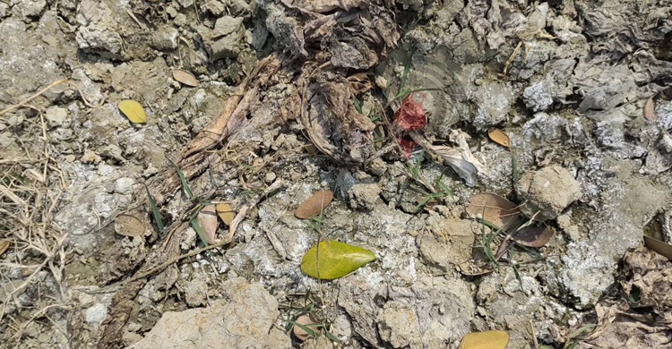 জমিতে বাড়ছে লবণাক্ততা, কমছে আবাদ