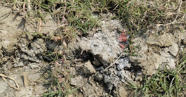 জমিতে বাড়ছে লবণাক্ততা, কমছে আবাদ