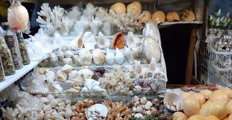 প্রশাসনের অনুমোদনে চলছে ‘নিষিদ্ধ’ শামুক-ঝিনুক বিকিকিনি