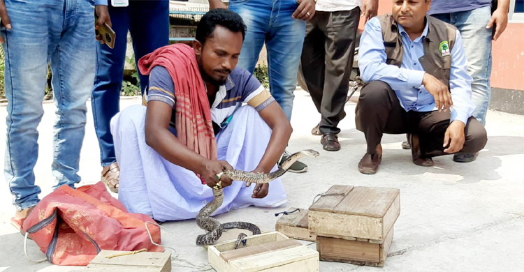 সাপুড়ের কাছ থেকে উদ্ধার করে বনে ছাড়া হলো ৫ সাপ