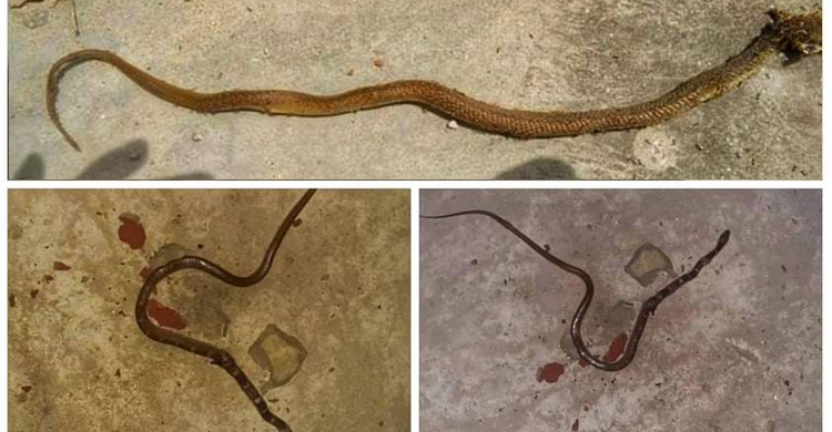 বশেমুরবিপ্রবিতে সাপের উপদ্রব, আতঙ্কে শিক্ষার্থীরা