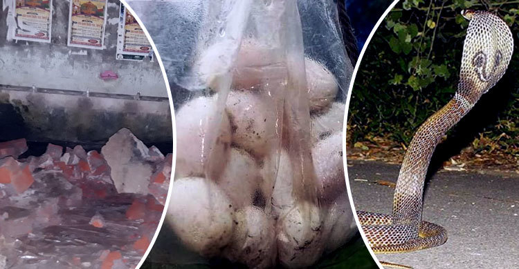 মসজিদের অজুখানায় গোখরা সাপের বাসা, পেড়েছে ১৭ ডিম