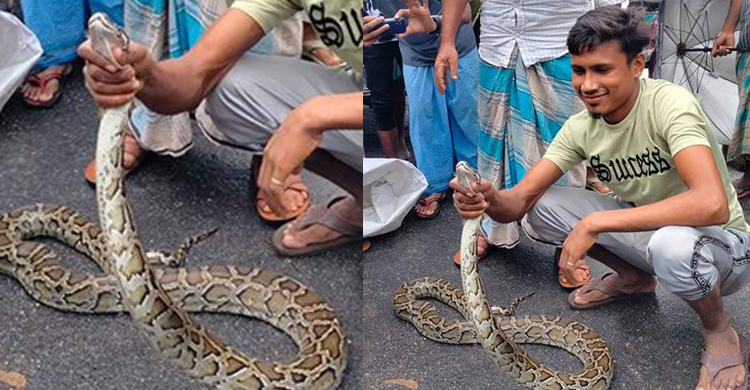 রামুতে বিরল প্রজাতির অজগর উদ্ধার, বনে অবমুক্ত
