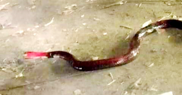 লাল মাথাওয়ালা সাপ, দেখতে উৎসুক জনতার ভিড়